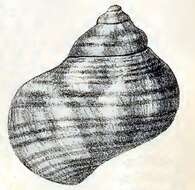 Image of Turbo militaris Reeve 1848