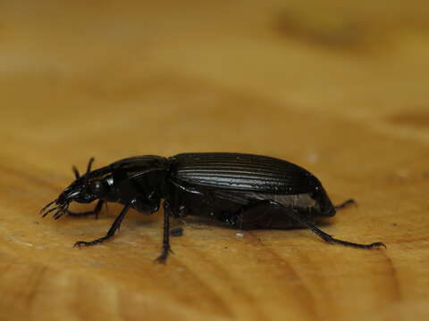 Image of Pterostichus (Platysma) niger (Schaller 1783)