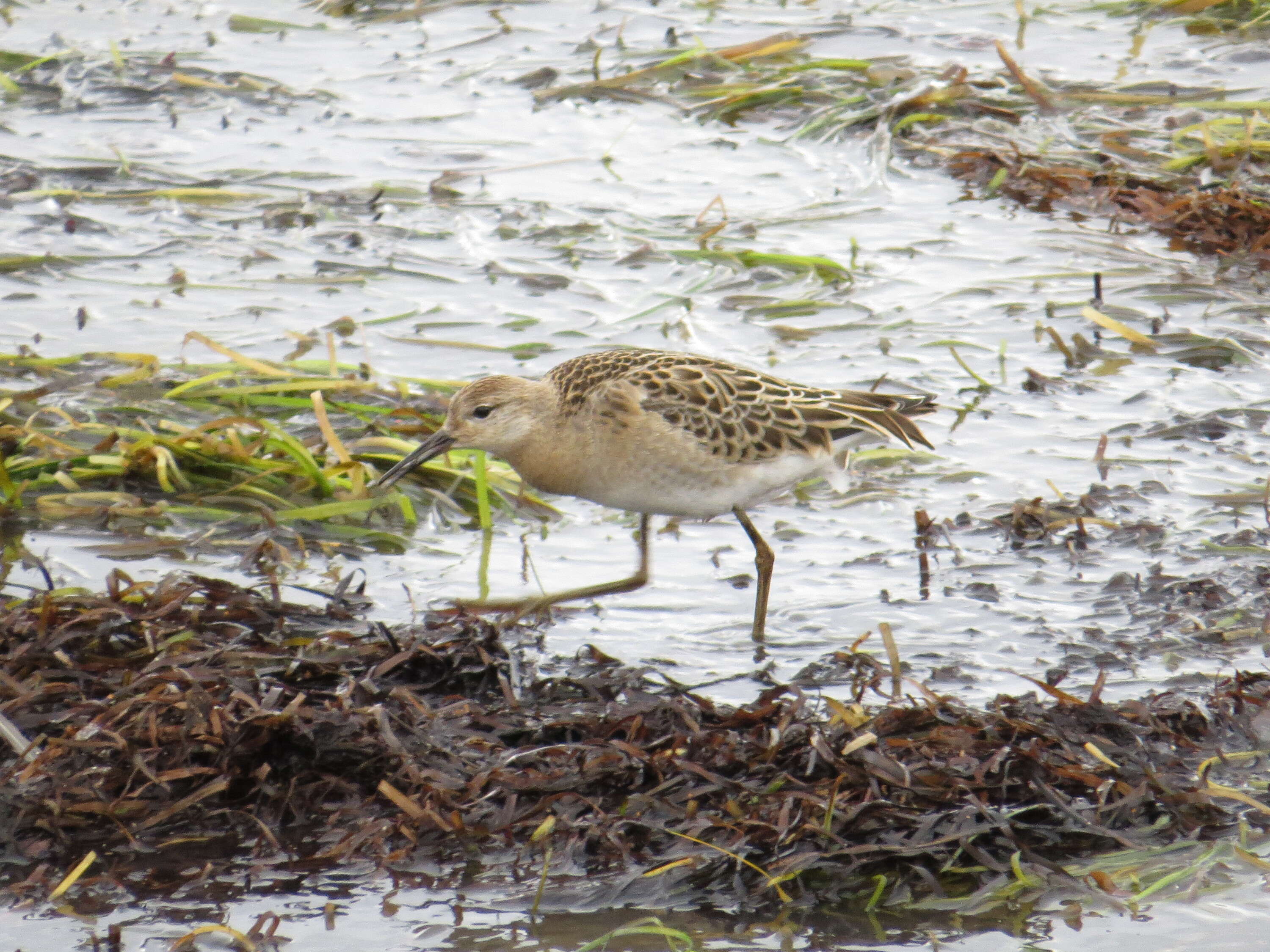 Image of Ruff