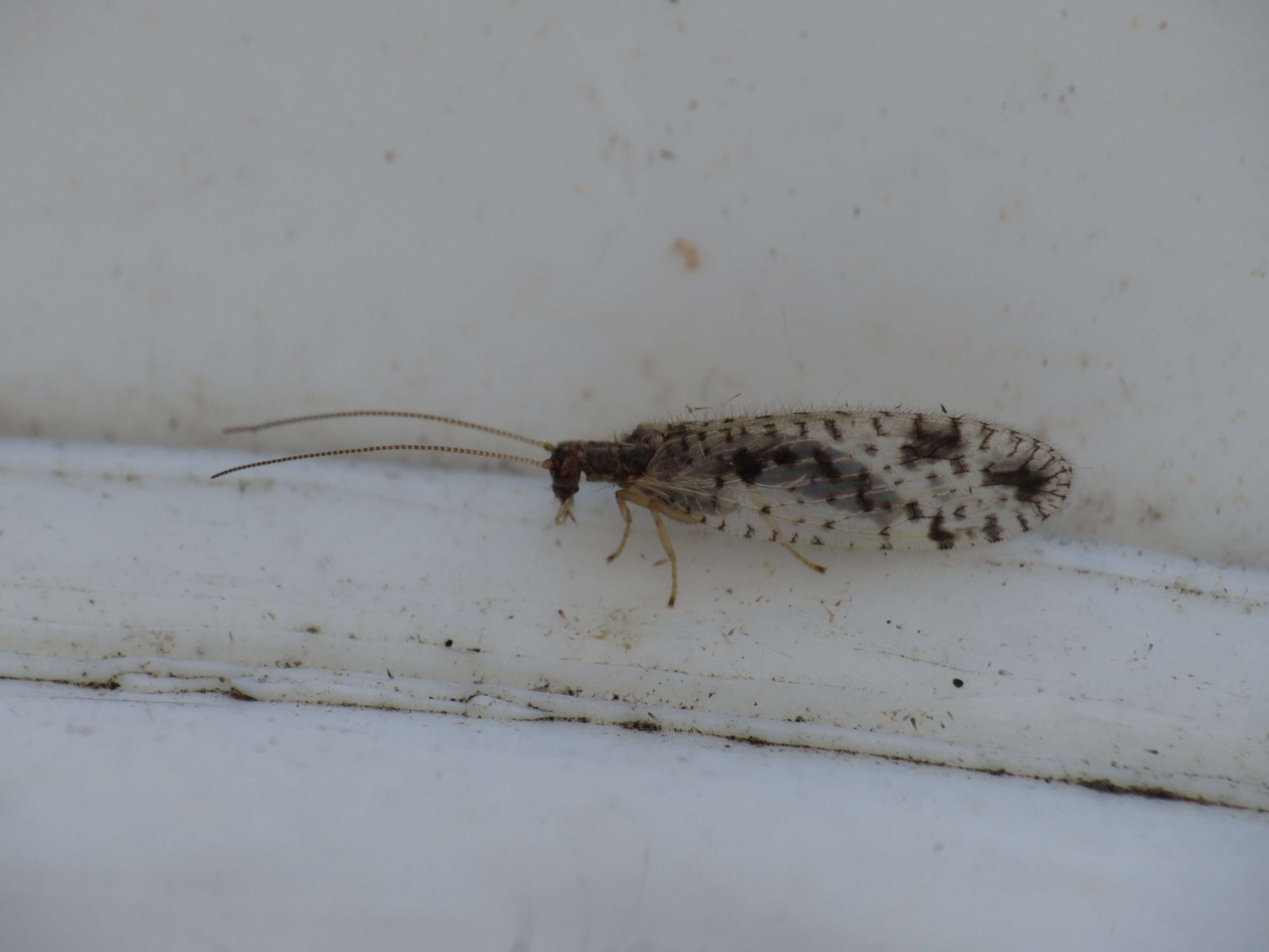 Image of Brown lacewing