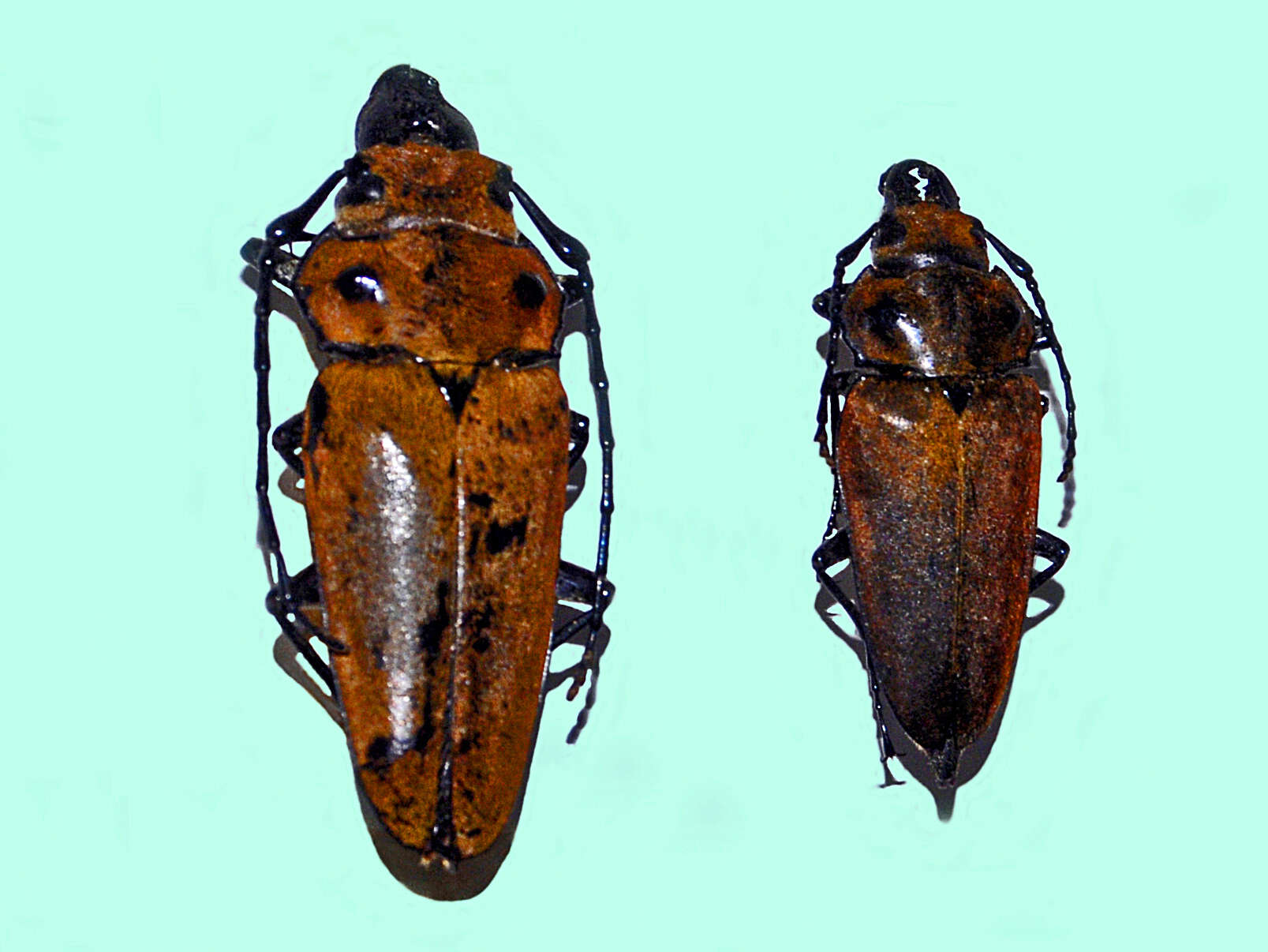 Image of Trictenotoma lansbergei