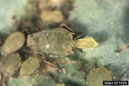 Image of Turnip aphid