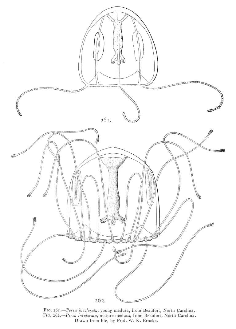 Image of Persa incolorata McCrady 1859