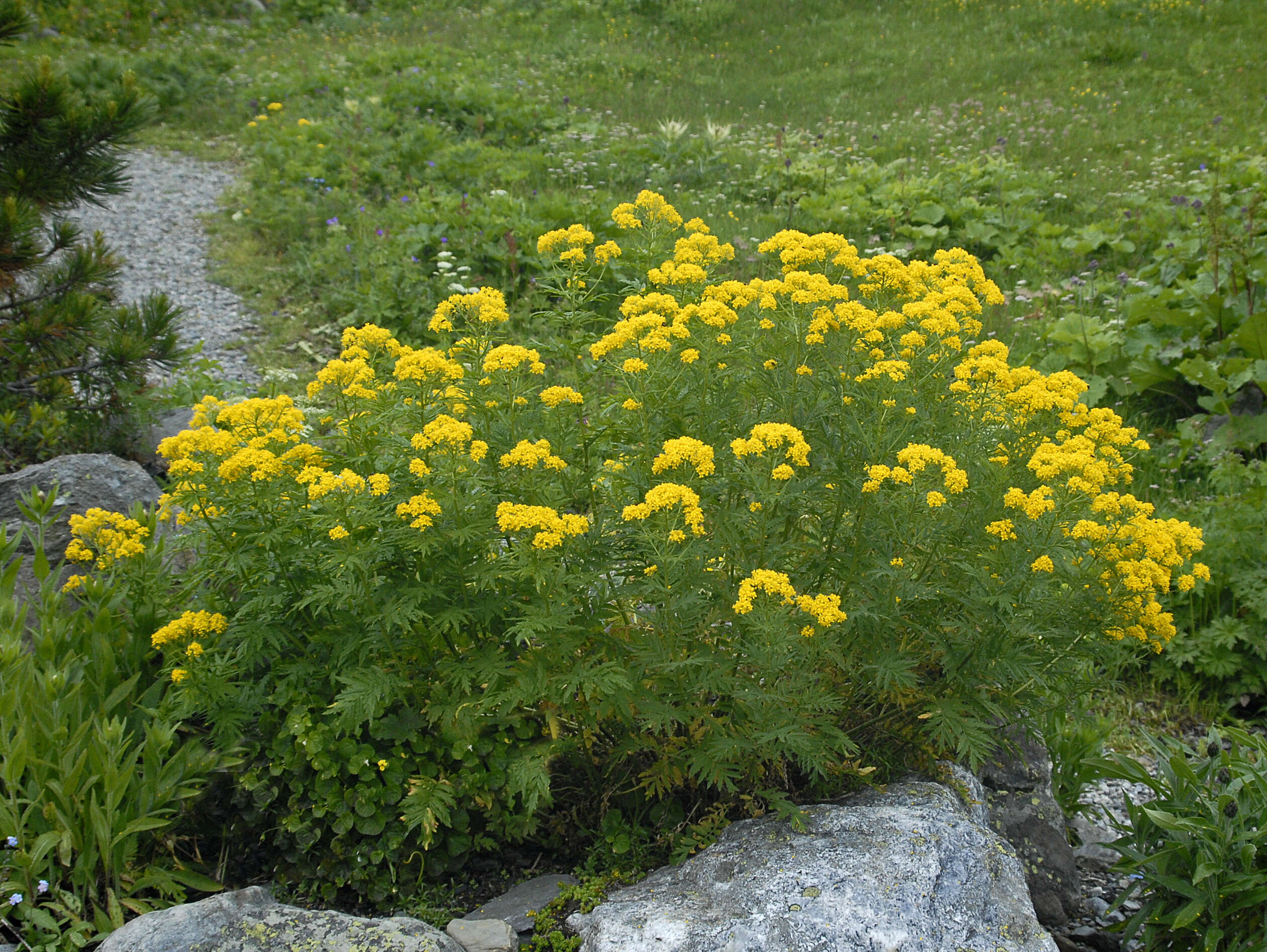 Image of Descurainia tanacetifolia (L.) Prantl