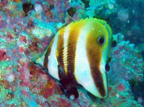 Image of Two Spot Coralfish