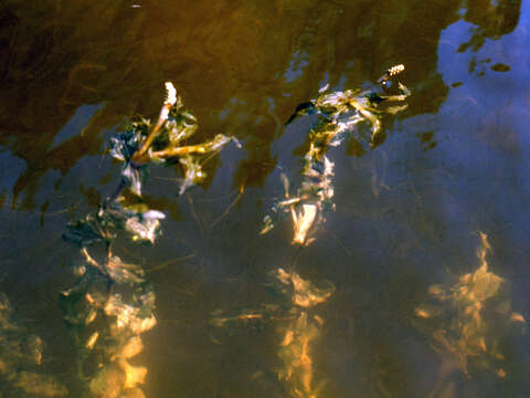 Image of Richardson's pondweed