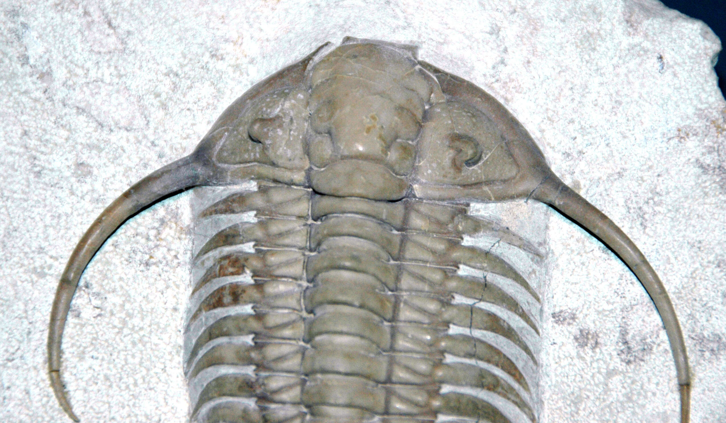 Image of Paraceraurus Männil 1958