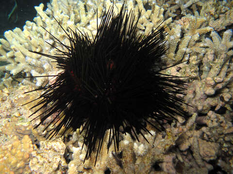 Image of banded sea urchin