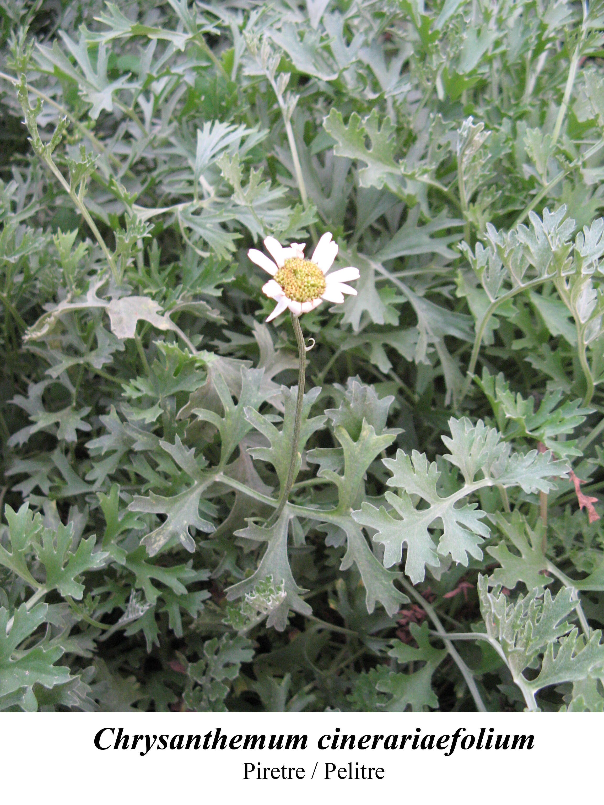 Image of Dalmatia Pyrethrum