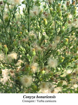 Image of asthmaweed