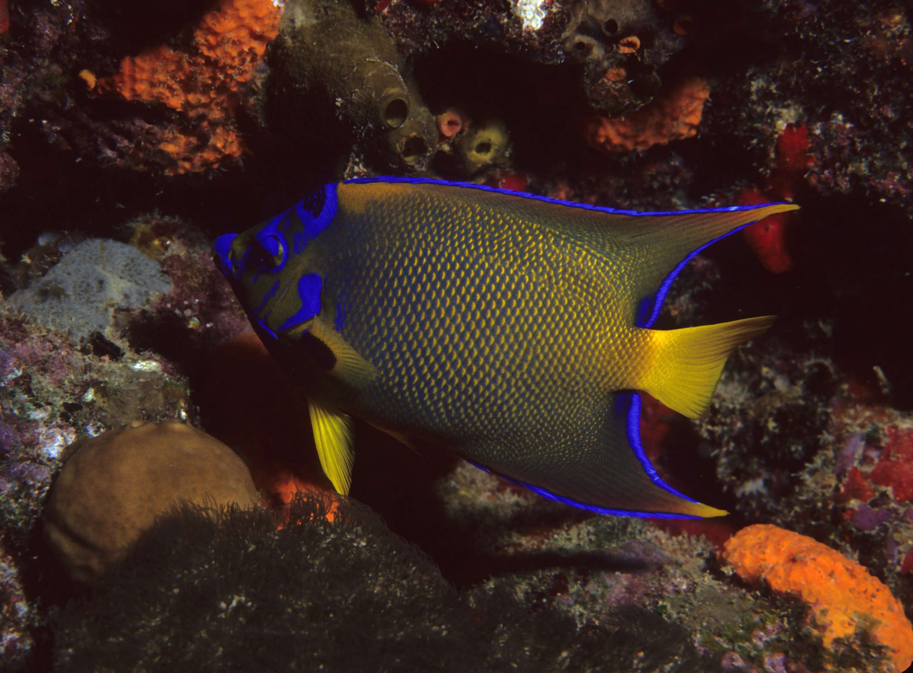 Image of Angelfish