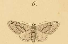 Слика од Eupithecia phoeniceata Rambur 1834