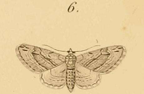 Слика од Eupithecia phoeniceata Rambur 1834