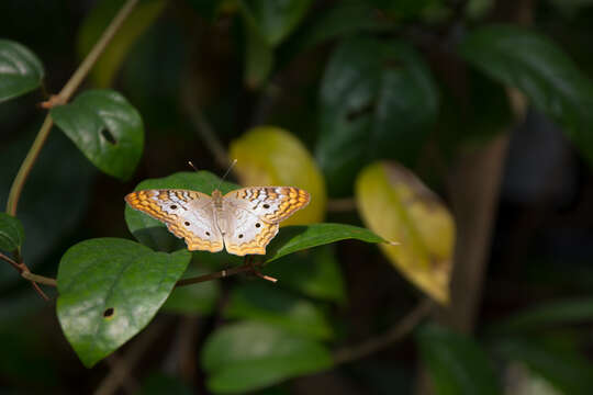 Image of White Peacock