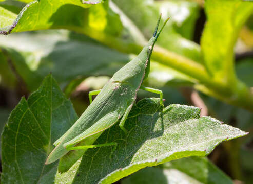 صورة Atractomorpha crenulata (Fabricius 1793)