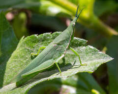 Plancia ëd Atractomorpha crenulata (Fabricius 1793)