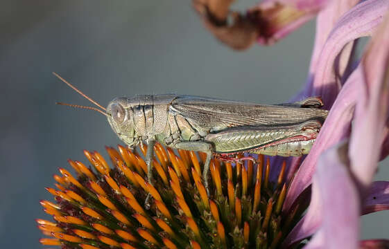 Melanoplus yarrowii (Thomas & C. 1875)的圖片