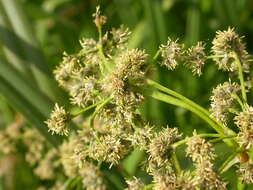 Image of panicled bulrush