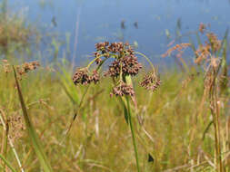 Imagem de Scirpus ancistrochaetus Schuyler