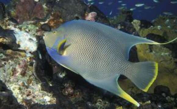 Image of Angelfish