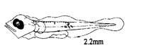 Слика од Holacanthus bermudensis Goode 1876