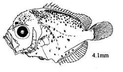 Слика од Holacanthus bermudensis Goode 1876