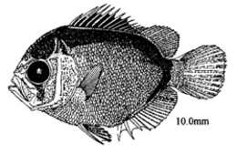 Слика од Holacanthus bermudensis Goode 1876