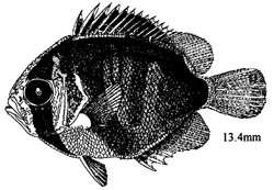 Слика од Holacanthus bermudensis Goode 1876