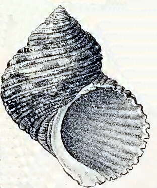 Image de Turbo setosus Gmelin 1791