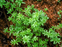 Image of fragrant bedstraw