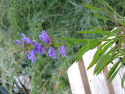 Image of blue penstemon