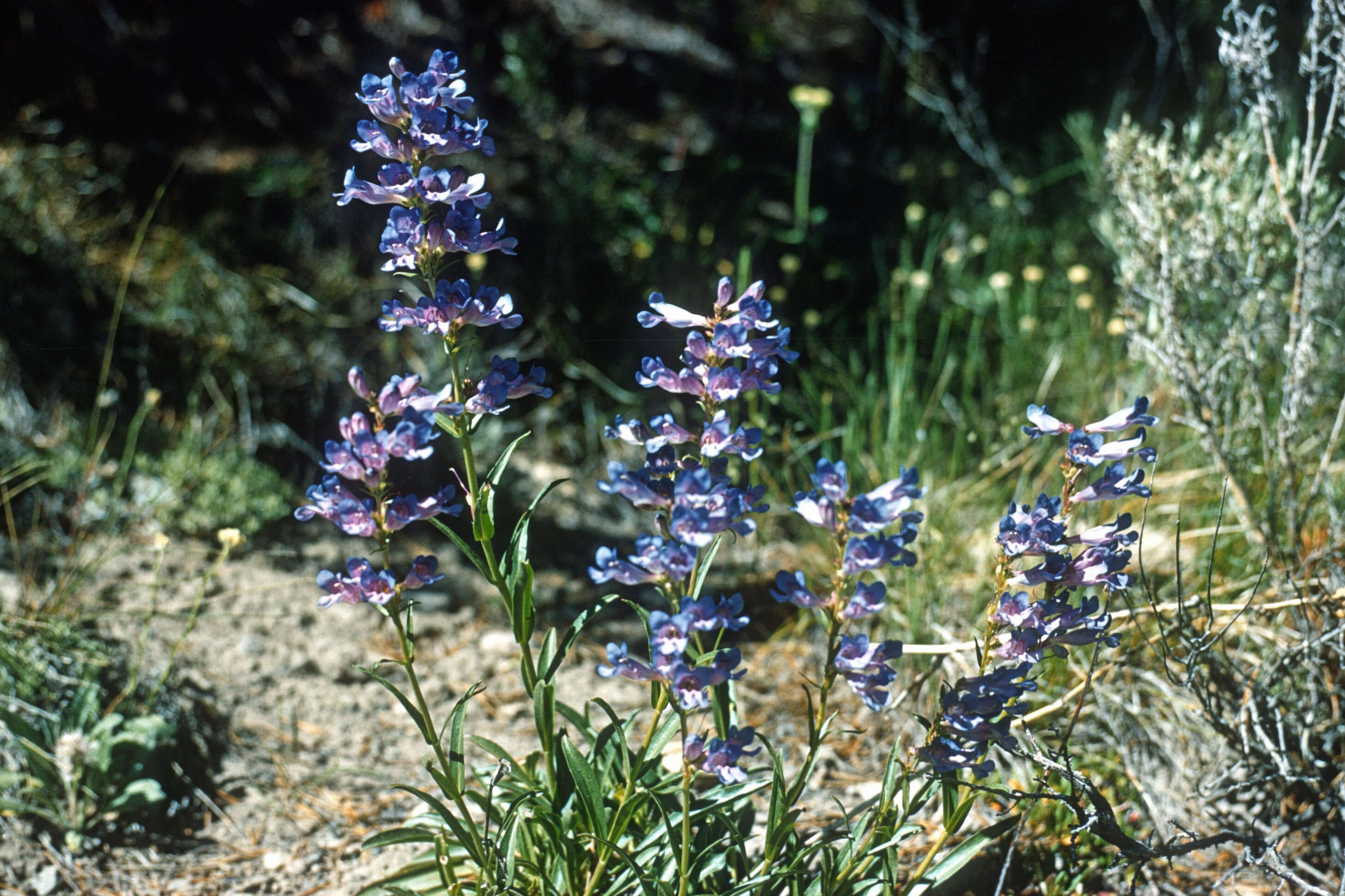 Image of blue penstemon