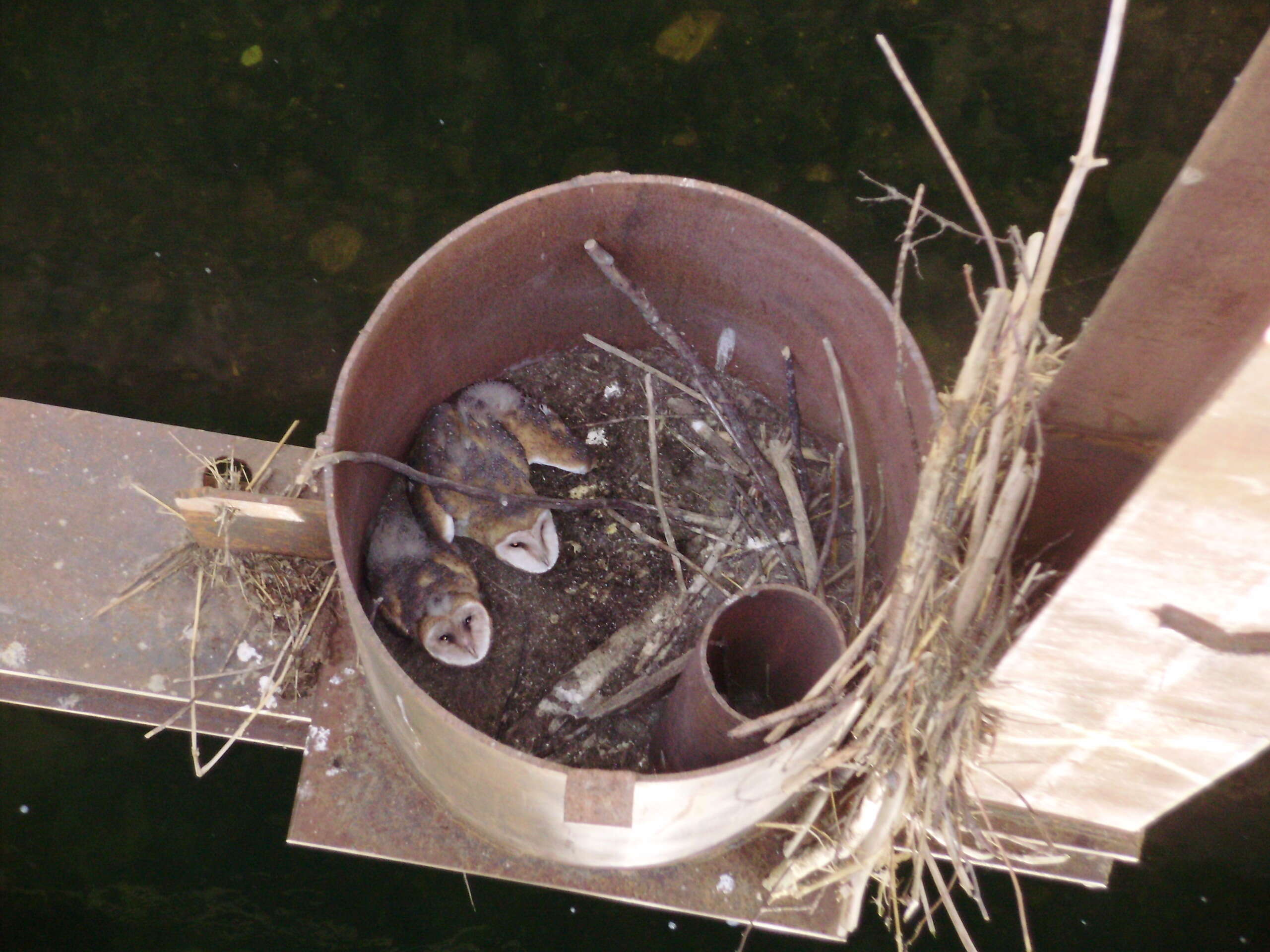 Image of American Barn Owl