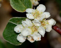 Imagem de Cotoneaster nummularius Fisch. & C. A. Meyer