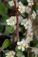 Imagem de Cotoneaster nummularius Fisch. & C. A. Meyer