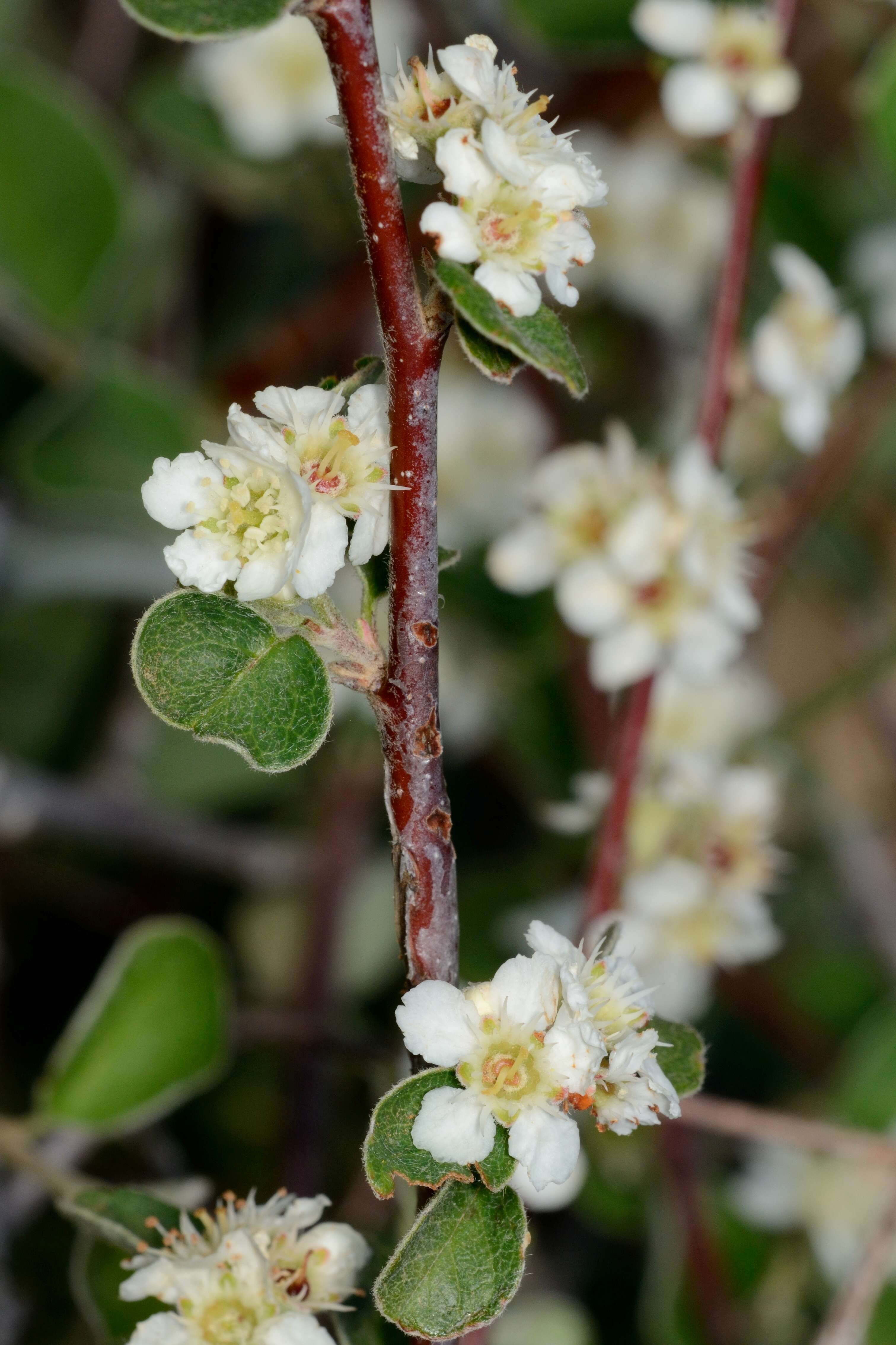 Plancia ëd Cotoneaster nummularius Fisch. & C. A. Meyer