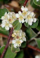 Imagem de Cotoneaster nummularius Fisch. & C. A. Meyer