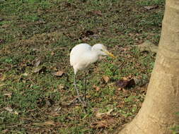 Image of Eastern Cattle Egret