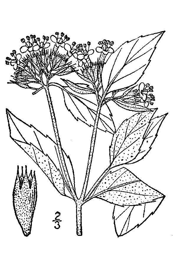 Image of hoary mountainmint