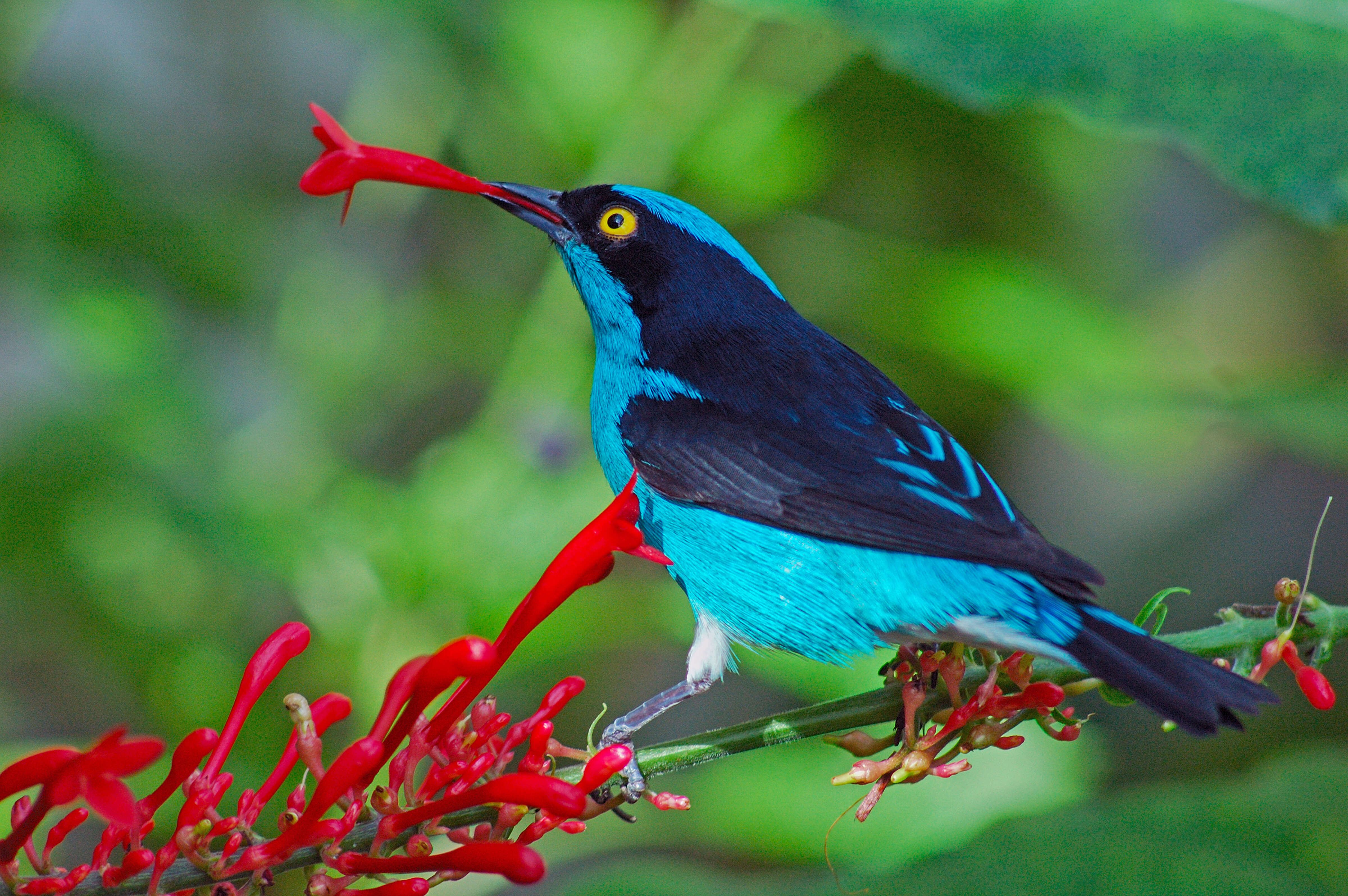 Image of Black-faced Dacnis