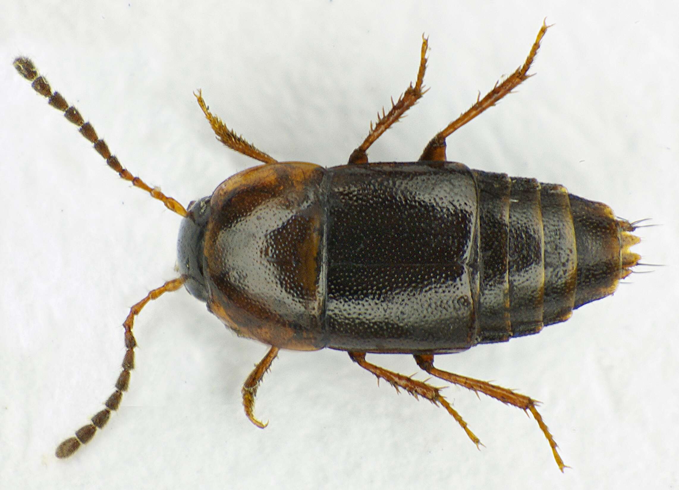 Imagem de Tachinus (Tachinus) corticinus Gravenhorst 1802