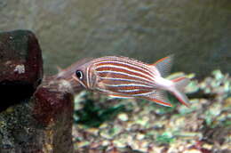 Image of Crown Squirrelfish