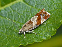 Image of Epinotia cruciana Linnaeus 1761