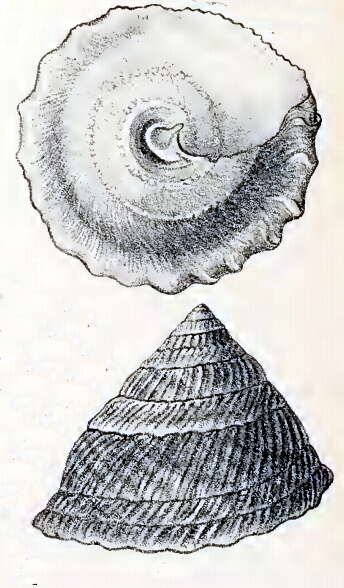 Image de Uvanilla olivacea (W. Wood 1828)