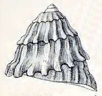 Image of Uvanilla unguis (W. Wood 1828)
