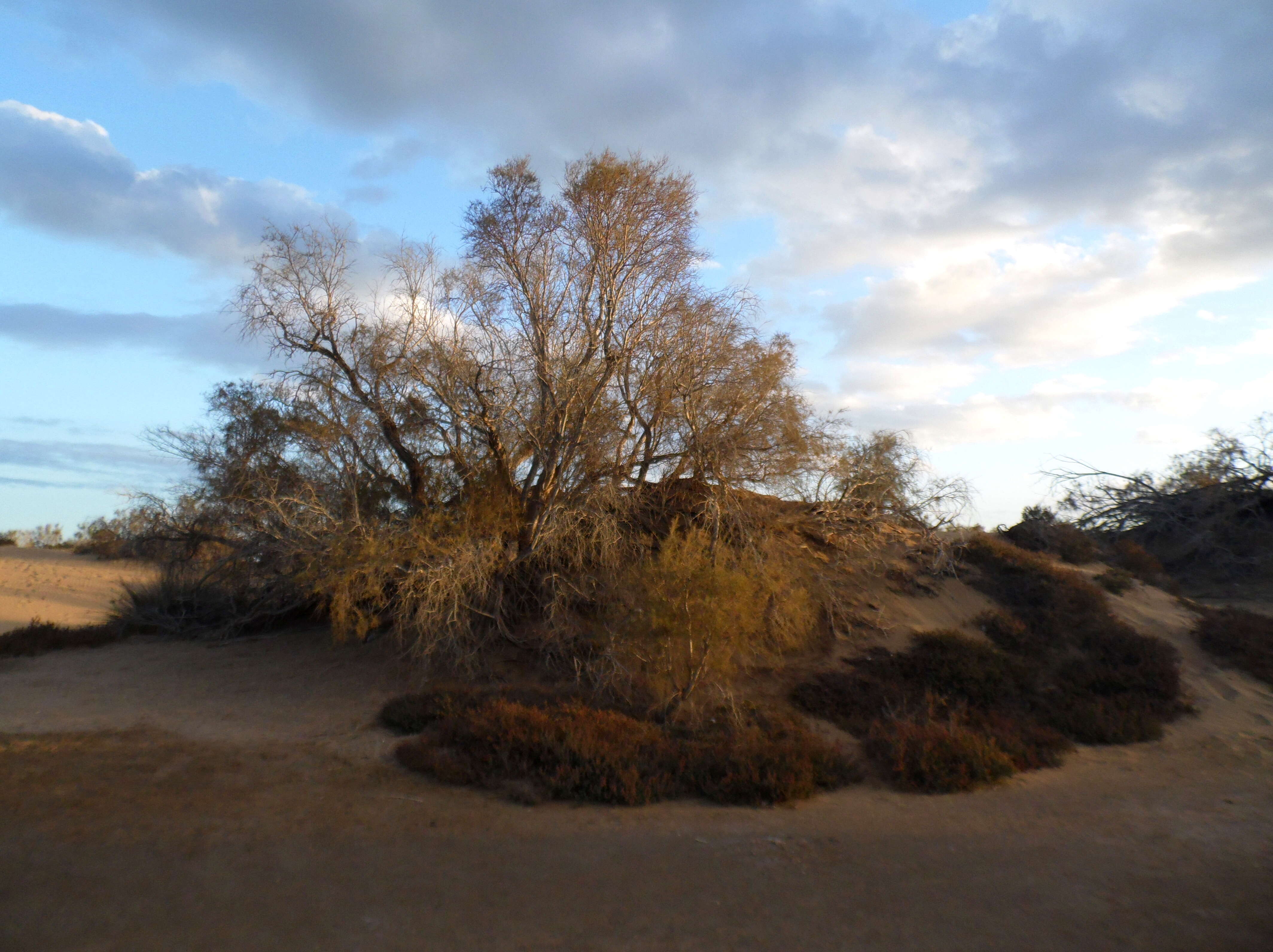 Image of Canary Island tamarisk