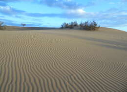 Image of Canary Island tamarisk