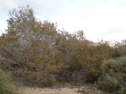 Image of Canary Island tamarisk