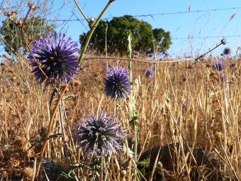 Image of Echinops adenocaulos Boiss.