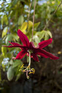 Imagem de Passiflora antioquiensis Karst.